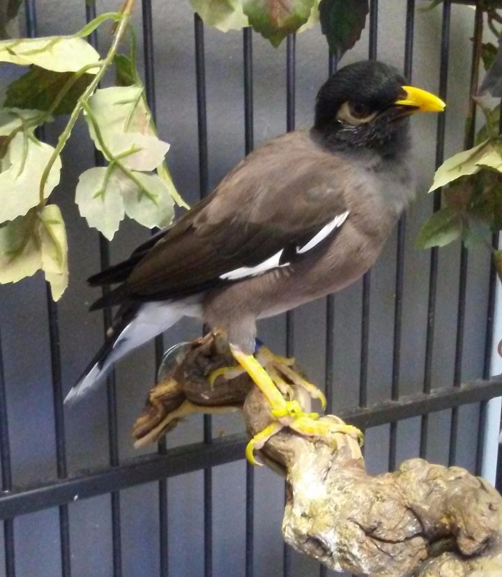 Spotlight on Myna Birds!